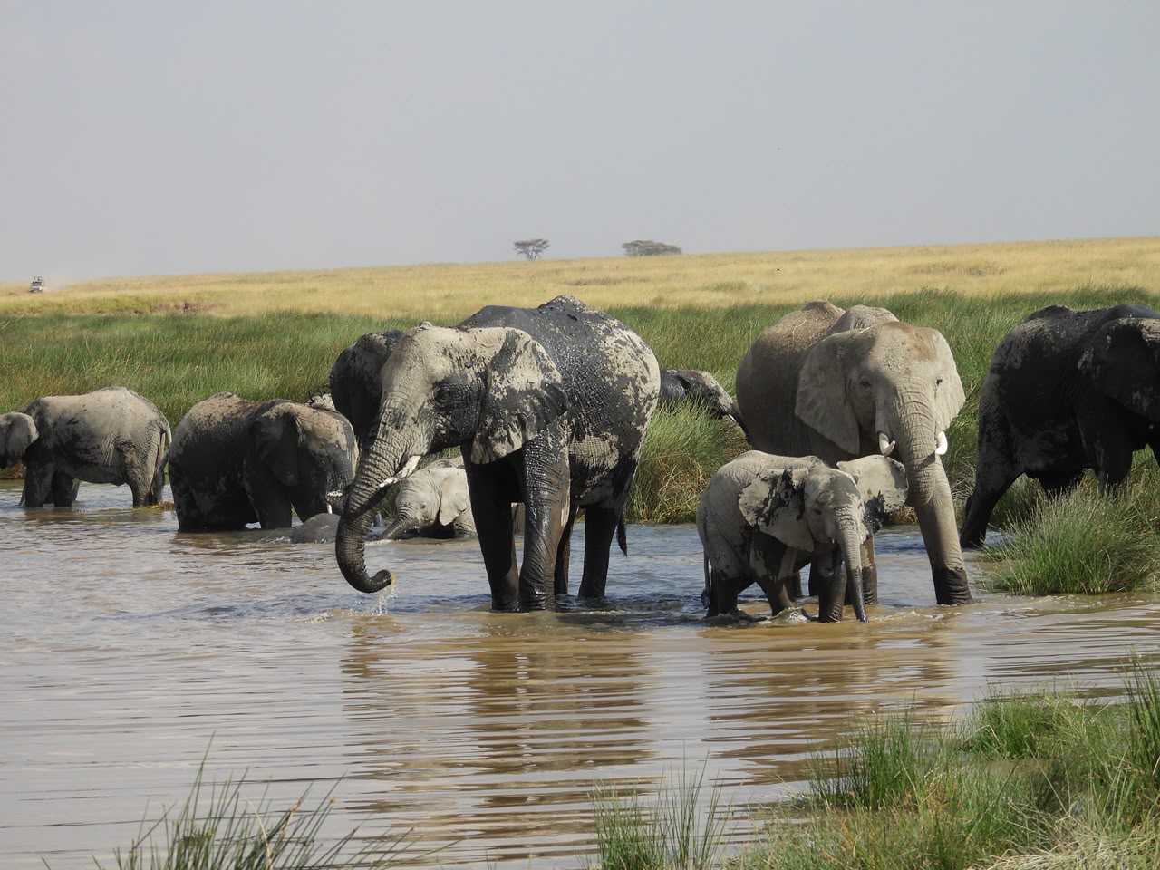 Feathers African Safaris guests on game drive
